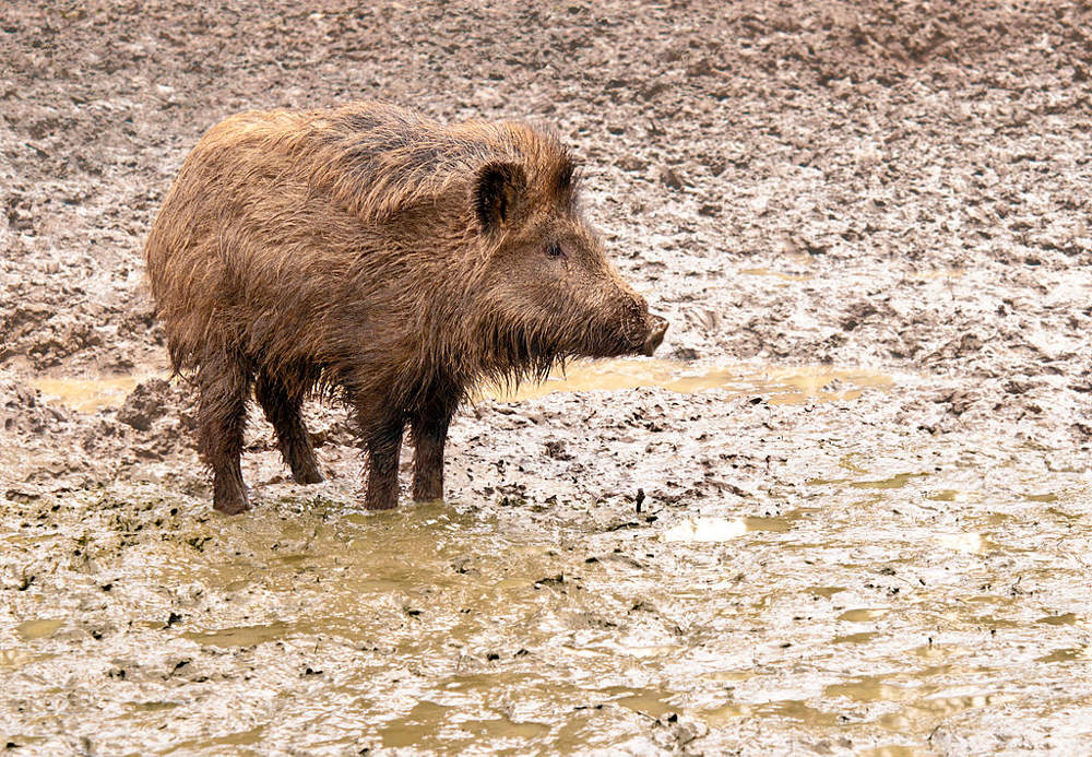 A young wild boar in his environment in the Wisentgehege Springe game park near Springe, Hanover, Germany. Photo by: Michael Gäbler. https://upload.wikimedia.org/wikipedia/commons/thumb/c/c0/A_young_wild_boar_in_his_environment.jpg/1024px-A_young_wild_boar_in_his_environment.jpg