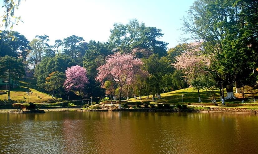 Cherry blossom. Photo by: Forests and Environment Department of Meghalaya.