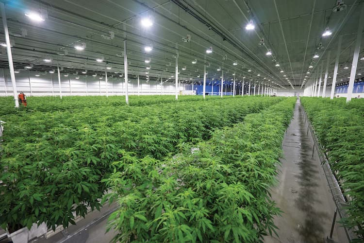 Aurora Cannabis Soars 23% At Opening Bell On Monday, Outshines Market