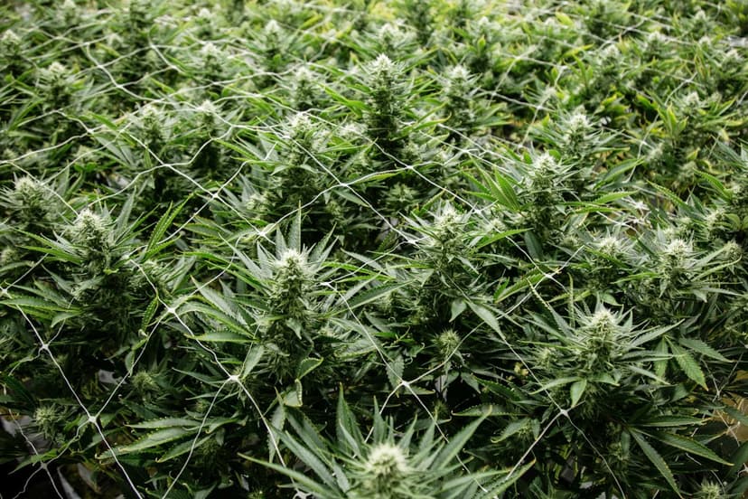 Aurora Cannabis Stock Bullish By 9% So Far Today