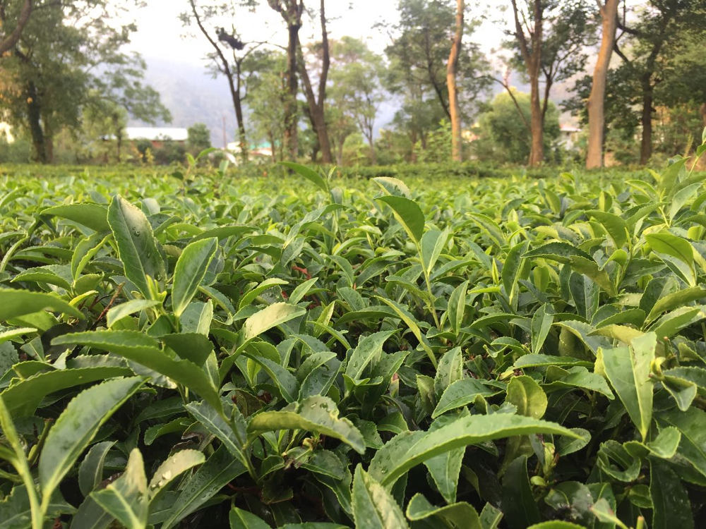 Tea leafs at the Tea gardens of Palampur in Himachal Pradesh, India. Photo by: Sonia Chauhan.
