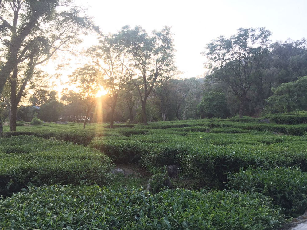 Tea field at the Tea Gardens of Palampur in Himachal Pradesh, India. Photo by: Sonia Chauhan.