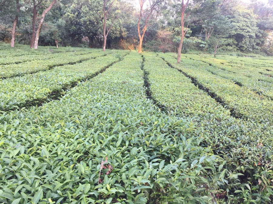 Tea field at the Tea Gardens of Palampur in Himachal Pradesh, India. Photo by: Sonia Chauhan.