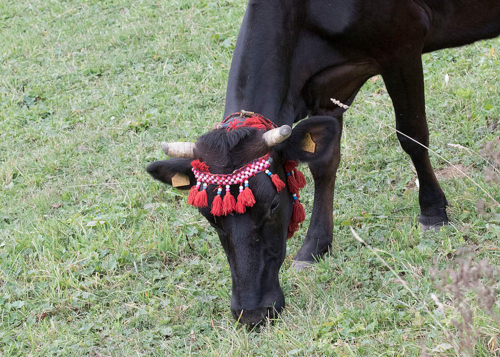 A cow of Turkish Natıve Black Cattle breed. Photo by: Zeynel Cebeci.